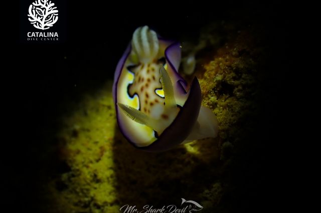 Thursday, 03 Apr  2025, 0137387