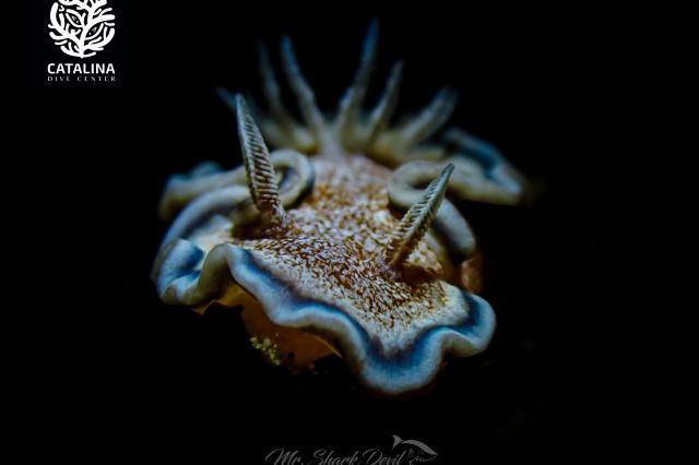 Thursday, 03 Apr  2025, 0137384