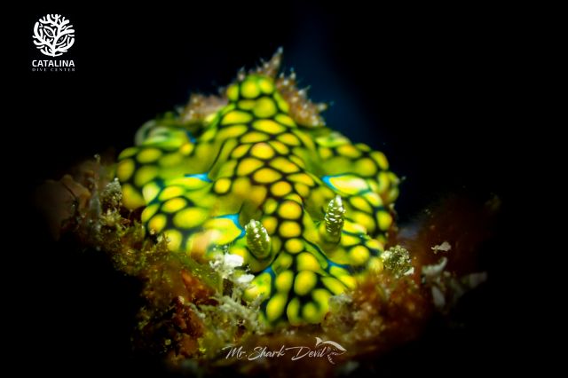 Thursday, 03 Apr  2025, 0137386