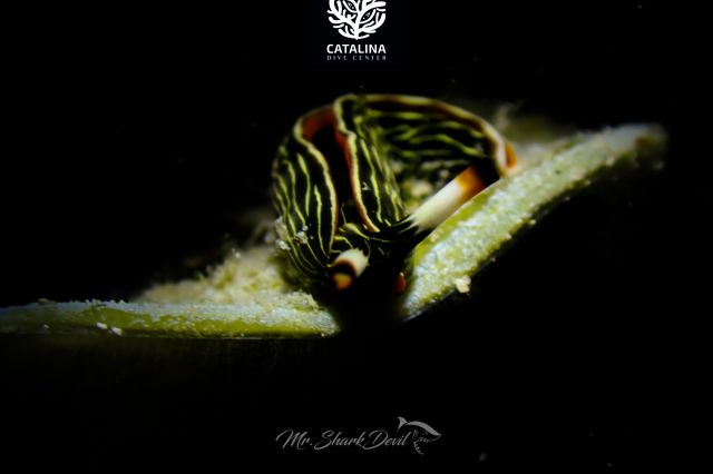 Thursday, 03 Apr  2025, 0137385